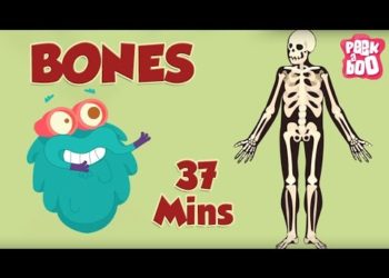 Best Learning Videos For Kids | The Dr.Binocs Show | Fun Learning Videos For Kids | By Peekaboo Kids