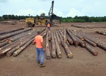 Forestry Workforce Development Overview