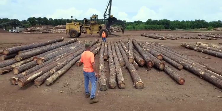Forestry Workforce Development Overview