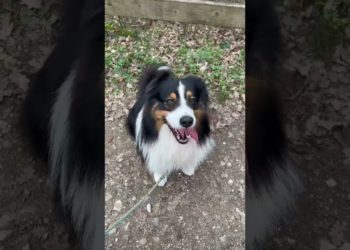 Vous aussi vous rencontrez quelques difficultés avec votre chien ? 😊 #animal #chien #education