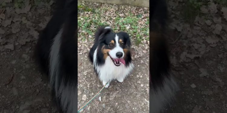 Vous aussi vous rencontrez quelques difficultés avec votre chien ? 😊 #animal #chien #education