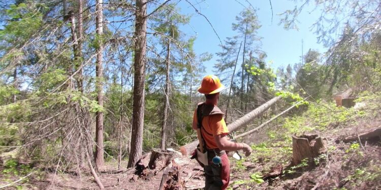 Mahon Logging Workforce Development Council 360° #AmGrad