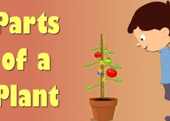 Parts of a Plant | #aumsum #kids #science #education #children